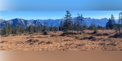 Alp Tamons oberhalb von Mels.