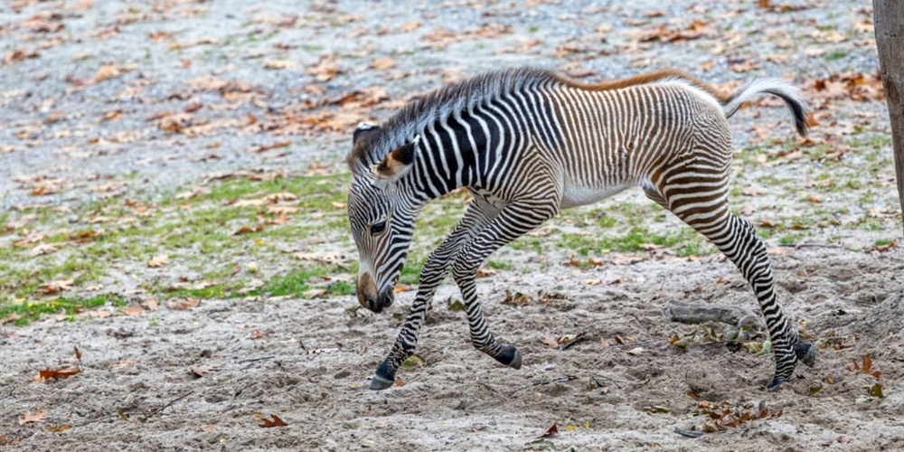 Grevyzebra im Zoo Zürich, erkennbar an den feinen, dichten Streifen.