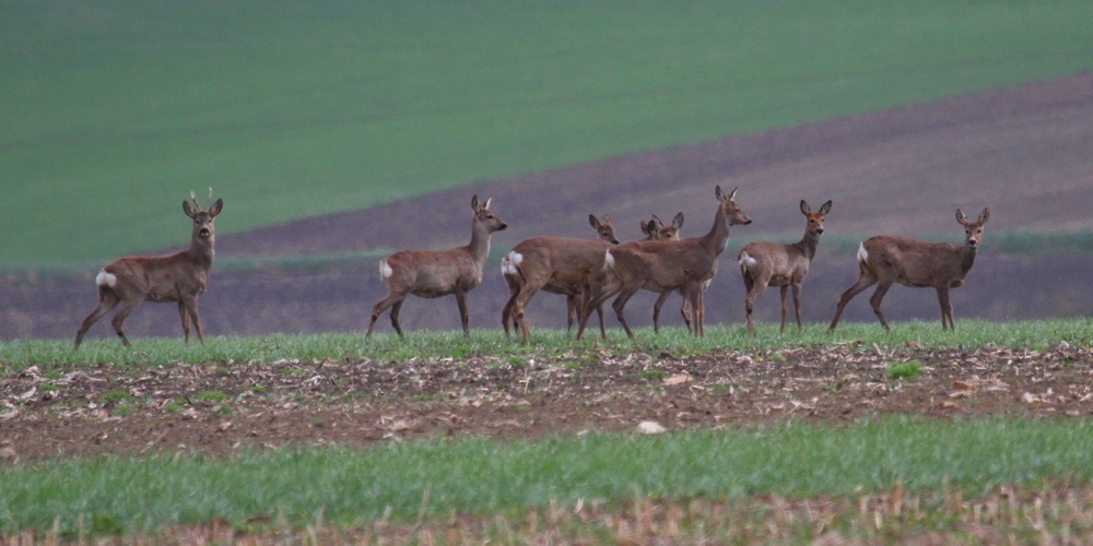 Die Umstellung auf die Winterzeit erhöht die Unfallgefahr mit Wildtieren deutlich.