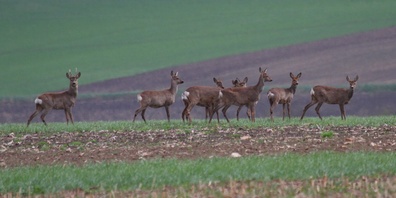 Die Umstellung auf die Winterzeit erhöht die Unfallgefahr mit Wildtieren deutlich.
