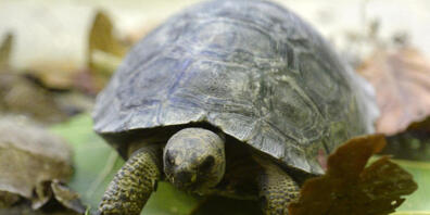 Die Polizei hat einen Schmuggel von Riesenschildkröten auf den Galapagos-Inseln unterbunden. (Archivbild)