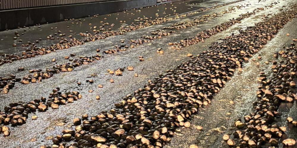 In Weinfelden landeten mehrere Tonnen Kartoffeln auf der Strasse.