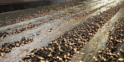 In Weinfelden landeten mehrere Tonnen Kartoffeln auf der Strasse.