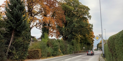 Die mit Park und Liegenschaft schützenswerte Baumreihe auf einer Parzelle der Dattikonstrasse verläuft parallel zur Gasterstrasse.