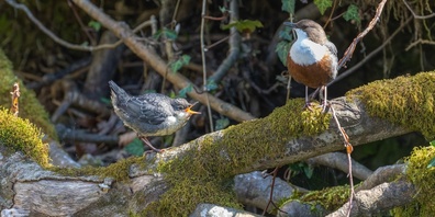 Eine Wasseramsel mit Jungtier. Hättest du’s gewusst?