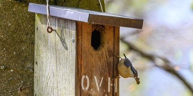 Die Nistkästen in der Gemeinde sind wichtig für viele Vögel, wie z. B. für diesen kleinen Kleiber.