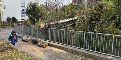 Glück im Unglück für die Kinder im Schulhaus Hanfländer. Der heftige Sturm am Donnerstag kurz vor Mittag riss den Baum um. 