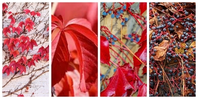 Jungrebe. (Symbolbild)