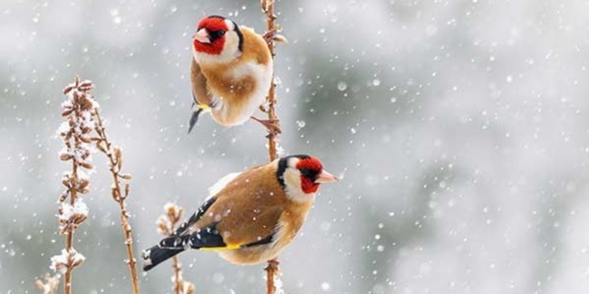 Samenfresser wie der Stieglitz ernähren sich vegetarisch. Einheimische Bäume und Stauden garantieren auch im Winter ein Nahrungsangebot.