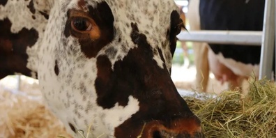 Gesunde Kühe haben Appetit. Die Ampeln stehen bei mehreren Tierseuchen aktuell aber auf Rot und deshalb gilt es, die Tiere gut zu beobachten und bei verdächtigen Symptomen umgehend eine Tierärztin oder einen Tierarzt zu kontaktieren. 