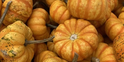 Über 500 Sorten Speisekürbisse gibt es, eine davon ist die Sorte Spark.
