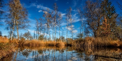 Tatsächlich einer der schönsten Orte überhaupt: Das Schutzgebiet am Alten Rhein bei Diepoldsau