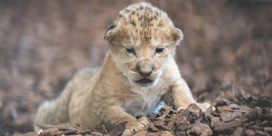 Das Geschlecht des Jungtiers steht noch nicht fest