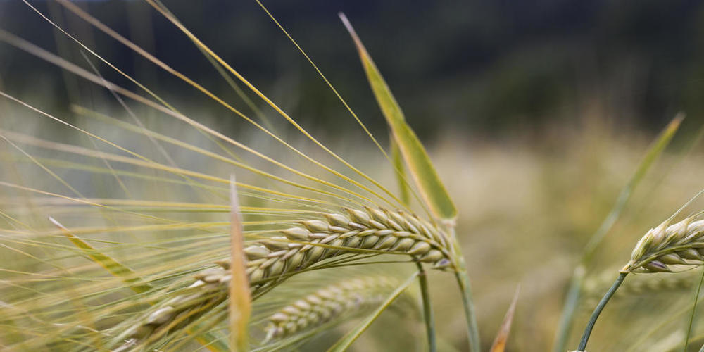 In der Bronzezeit gab es offenbar Lieferdienste, die fertig gerüstete Gerstenkörner an Bergarbeiter lieferten - sozusagen Instant-Porridge, möglicherweise sogar vorgekocht. Das legen neue Funde in Niederösterreich nahe (Symbolbild).
