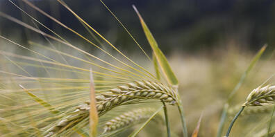 In der Bronzezeit gab es offenbar Lieferdienste, die fertig gerüstete Gerstenkörner an Bergarbeiter lieferten - sozusagen Instant-Porridge, möglicherweise sogar vorgekocht. Das legen neue Funde in Niederösterreich nahe (Symbolbild).
