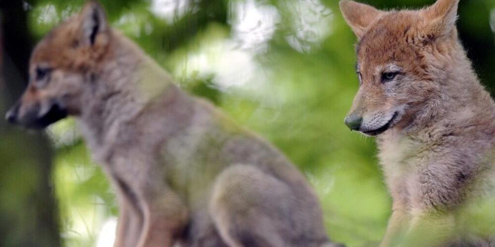Die Welpen des im Wägital lebenden Wolfsrudels sollen nicht geschossen werden, verlangt eine Tierschutzorganisation. (Archivaufnahme von Jungtieren im Zürcher Zoo)