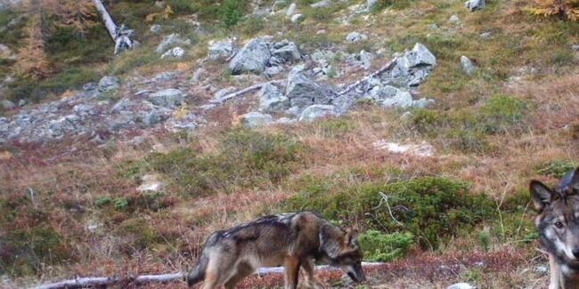 Zwei Jungwölfe erkunden das Streifgebiet ihres Rudels. Im Unterengadin hat sich ein weiteres Rudel gebildet, das 14. in Graubünden. (Archivbild)