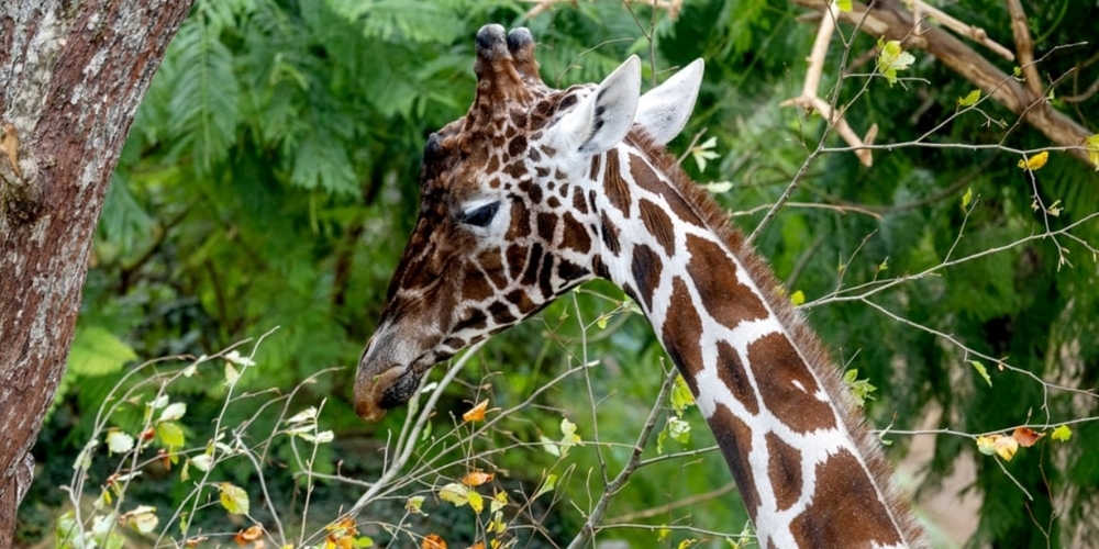 Hoch, höher, Obi - der neue Zoobewohner überragt alle.