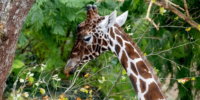 Hoch, höher, Obi - der neue Zoobewohner überragt alle.