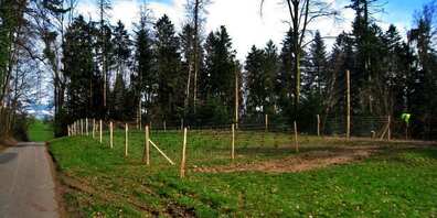 Im Bannwald wurden ca. 250 junge Nordmannstannen angepflanzt.
