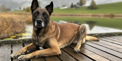 Polizeihund «Lee vom blauen Mistral».