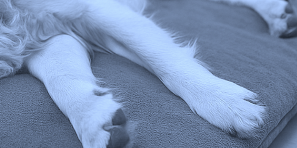 Tragödie in Hundepension im Bezirk Uster - 11 tote Hunde