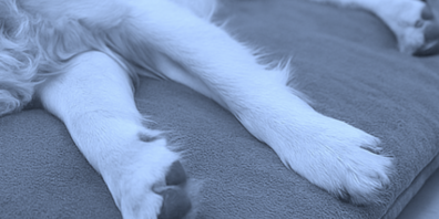 Tragödie in Hundepension im Bezirk Uster - 11 tote Hunde