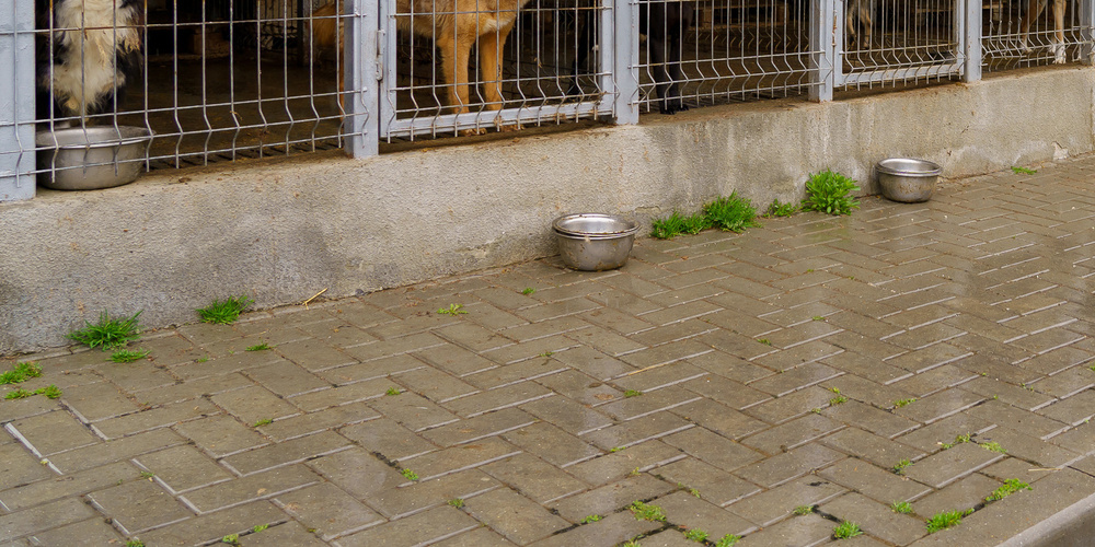Ersten Erkenntnissen zufolge steht eine Vergiftung im Vordergrund. (Symbolbild)