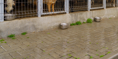 Ersten Erkenntnissen zufolge steht eine Vergiftung im Vordergrund. (Symbolbild)