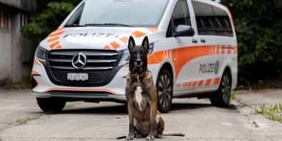 Polizeihund Ike – ein belgischer Schäferhund – spürte für die Kapo St.Gallen einen Einbrecher auf, der sich in einer Joner Autogarage verbarrikadierte. 