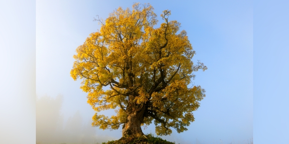 Markant und urtypisch - ein rund zweihundertjähriger Bergahorn. 