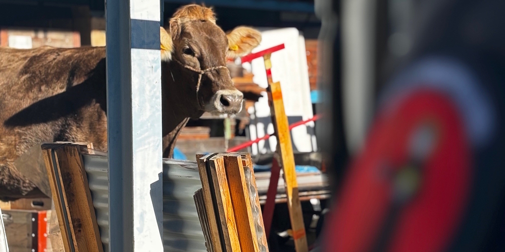 Auf seiner Flucht aus dem Stall überquerte das Rind eine Strasse, mehrere Gärten und eine Bahnstrecke.