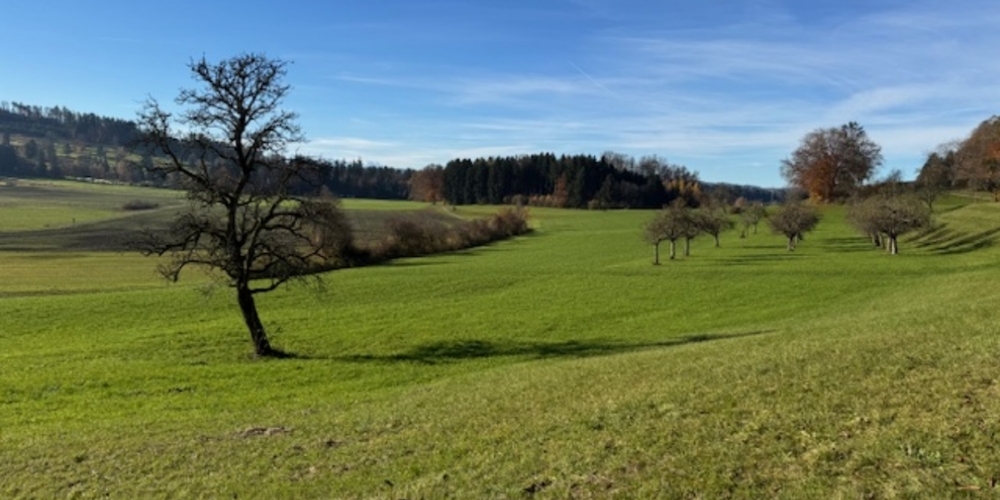 Hier soll eine Moorlandschaft mit See entstehen.