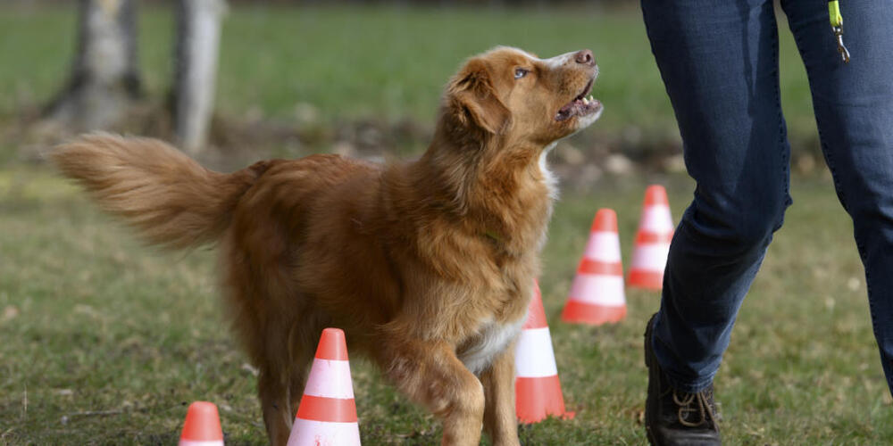 Der Schwyzer Regierungsrat befürwortet die Einführung von obligatorischen Hundeerziehungskursen für Ersthundehalter. (Symbolbild)