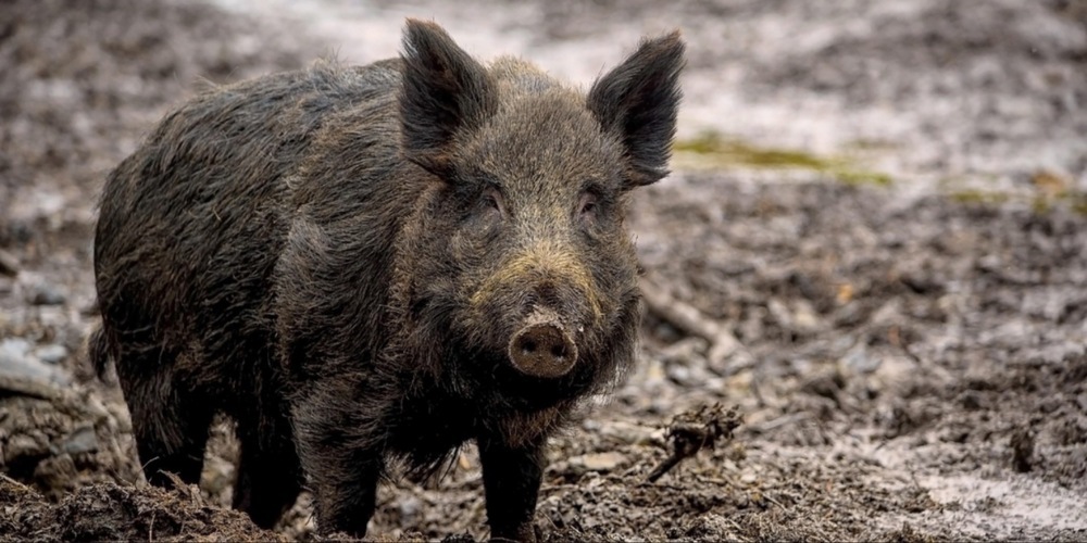 Hohe Wildschweinbestände stellen Landwirte im Kanton Zürich vor Herausforderungen.