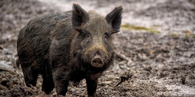 Hohe Wildschweinbestände stellen Landwirte im Kanton Zürich vor Herausforderungen.