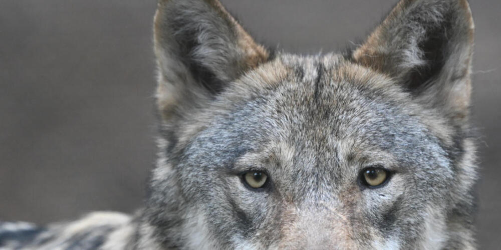Vor dem Schafsriss war in der Nacht auf Sonntag ein mutmasslicher Wolf im Raum Hirzel ZH von einer Fotofalle erfasst worden. (Archivbild)