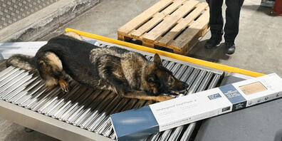 Diensthund Iam half am Flughafen Zürich, 128 Kilogramm Haschisch in einer Frachtsendung sicherzustellen. Die Betäubungsmittel waren in 30 Kartons versteckt.
