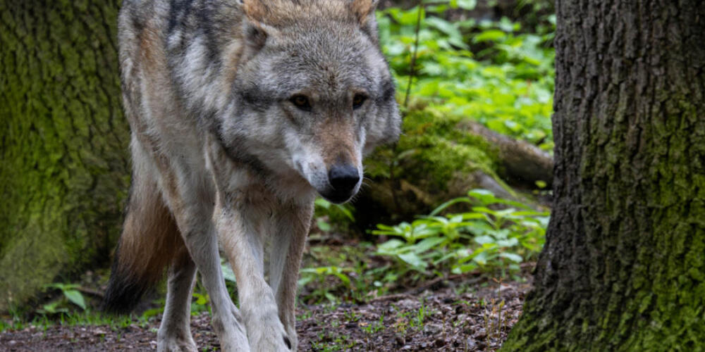 Der Wolf geht im Knonaueramt um. Der Kanton ruft die Schafhalter dazu auf, ihre Tiere zu schützen. Den Bauern geht dies zu wenig weit. (Symbolbild)