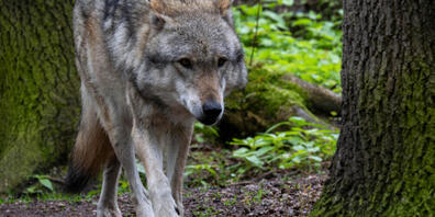 Der Wolf geht im Knonaueramt um. Der Kanton ruft die Schafhalter dazu auf, ihre Tiere zu schützen. Den Bauern geht dies zu wenig weit. (Symbolbild)