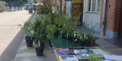 Die Stadt Uster verschenkt wieder einheimische Heckenpflanzen. (Archivbild)