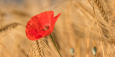 Der Klatschmohn gehört zur Ackerbegleitflora.