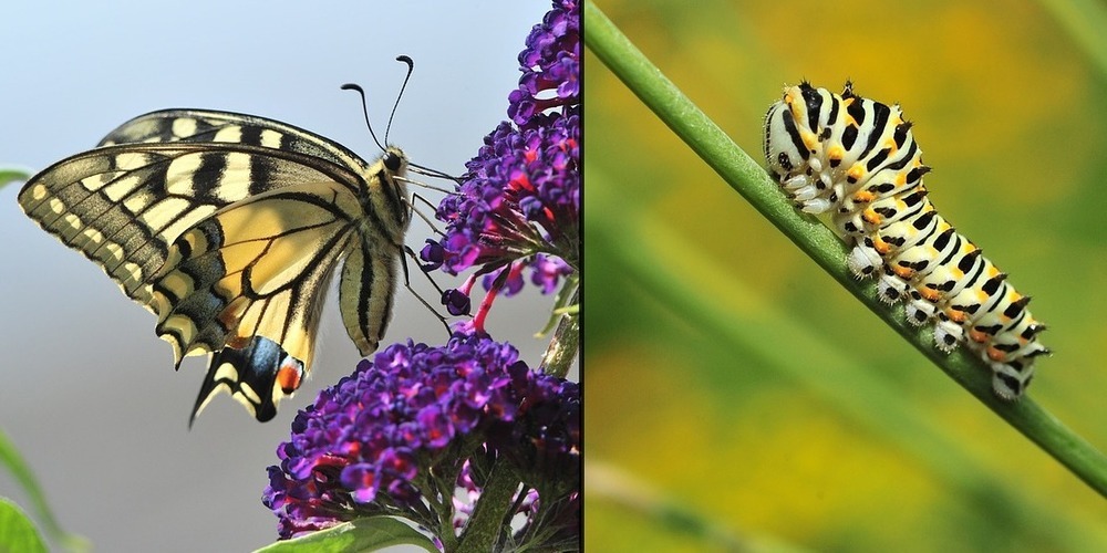 Wildstauden erhöhen die Lebensgrundlagen und damit die Biodiversität bei Raupen und Schmetterlingen