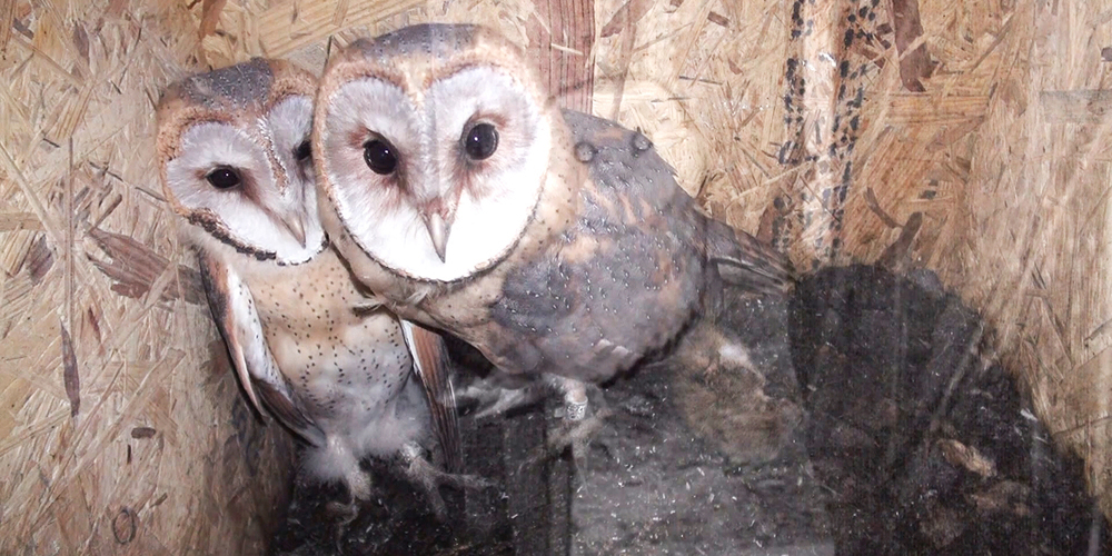Schleiereulen wie diese befinden sich in einem Stall im Kromen in Wangen. Symbolbild