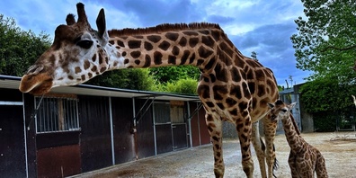 Während der Winterpause können Führungen gebucht werden, z. B. ein «Giraffen-Special» oder ein «Zoo by Night».