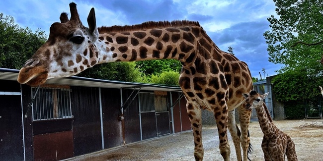 Während der Winterpause können Führungen gebucht werden, z. B. ein «Giraffen-Special» oder ein «Zoo by Night».
