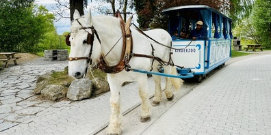 Das Rösslitram im  Kinderzoo ist Geschichte. Es wird 2026 durch ein Elektrofahrzeug ersetzt. Die Pferde treten in den Ruhestand.