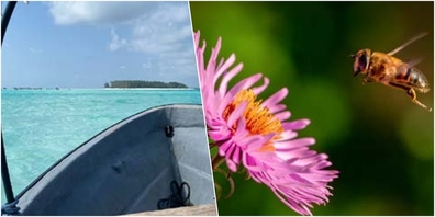 Diese und weitere Bilder schmücken nun das Alterszentrum: Boot, Sansibar, 2024 von Edith Züger & Honigbiene, 2015 von Raphael von Aarburg.