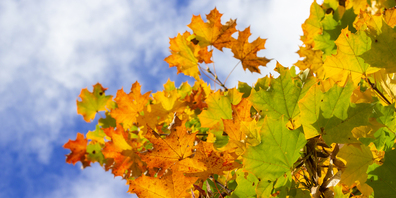 Der Herbst in Schaffhausen.