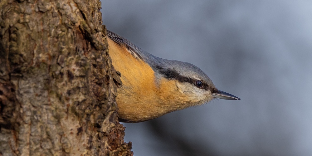 Die Kursteilnehmer lernen auch den Kleiber kennen, einen kleinen Vogel mit blaugrauer Oberseite und orangefarbenem Bauch, der geschickt kopfüber an Baumstämmen klettert.